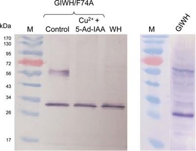 Conditional protein degradation in Yarrowia lipolytica using the auxin-inducible degron